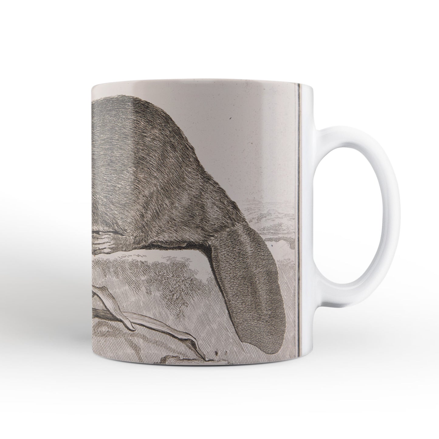 Beaver mug from The Cosmographia (1544) by Sebastian Münster, Leighton Library