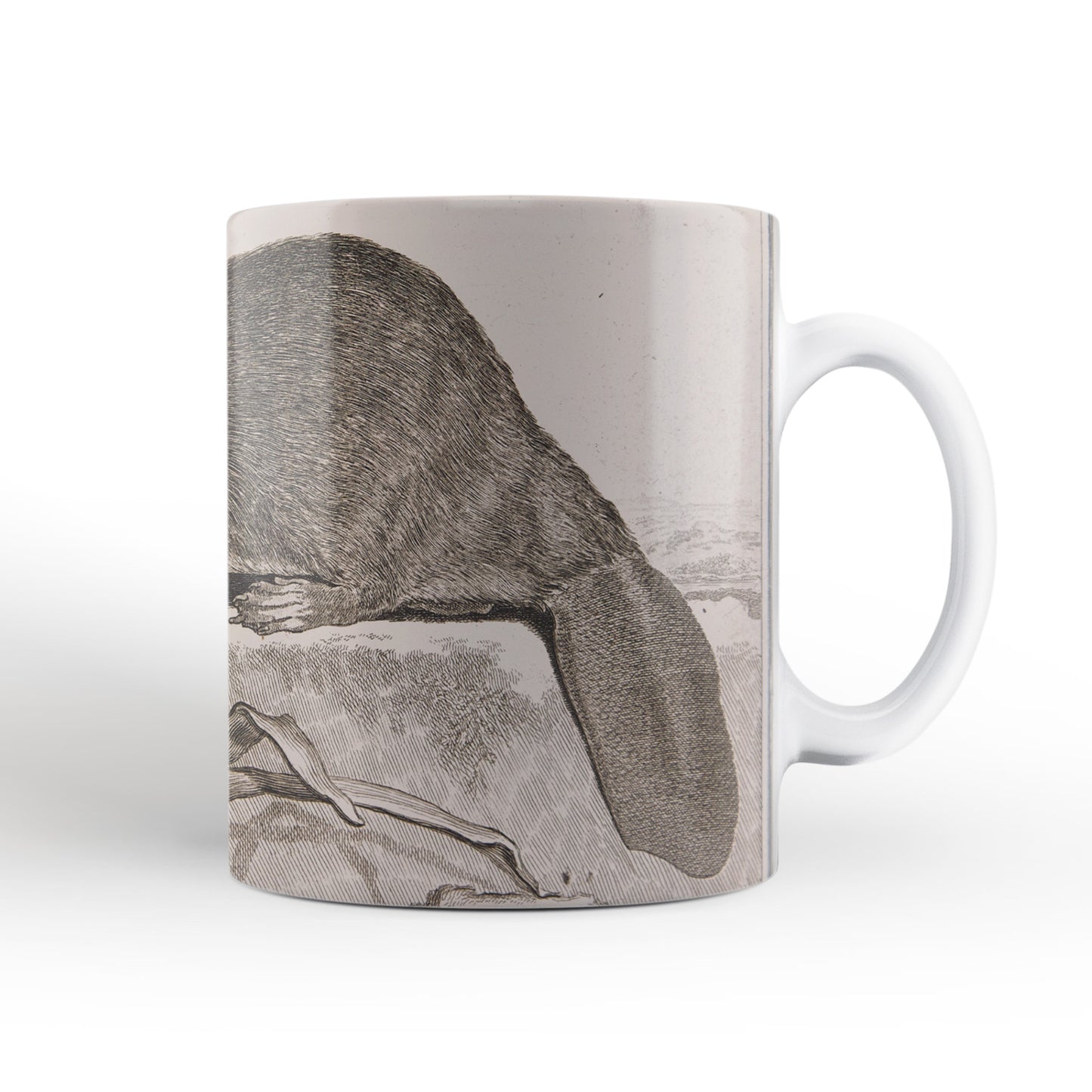 Beaver mug from The Cosmographia (1544) by Sebastian Münster, Leighton Library