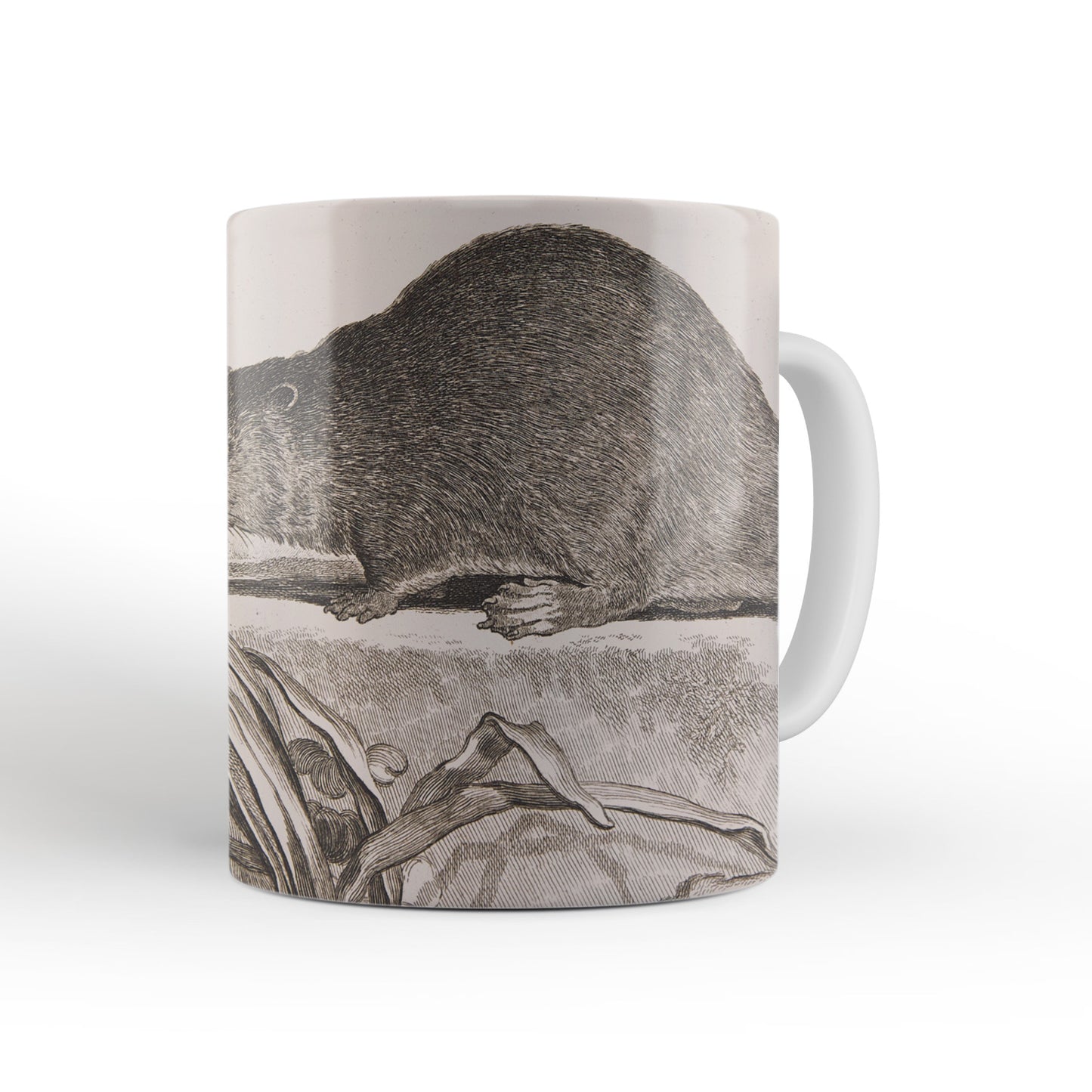 Beaver mug from The Cosmographia (1544) by Sebastian Münster, Leighton Library