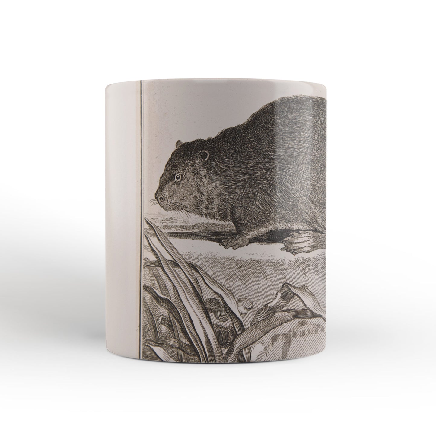 Beaver mug from The Cosmographia (1544) by Sebastian Münster, Leighton Library