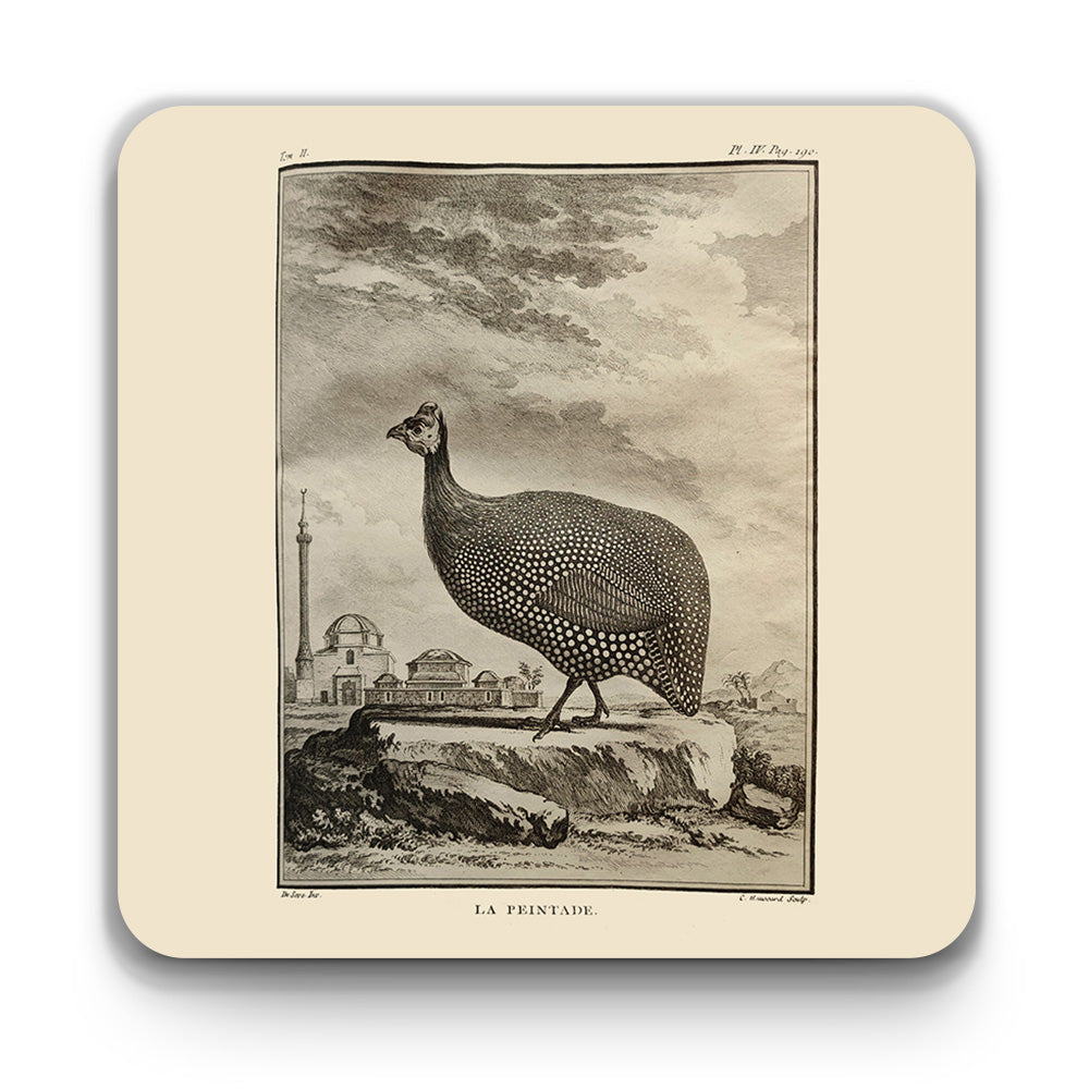 Scottish birds - Guineafowl square coaster (natural colour)