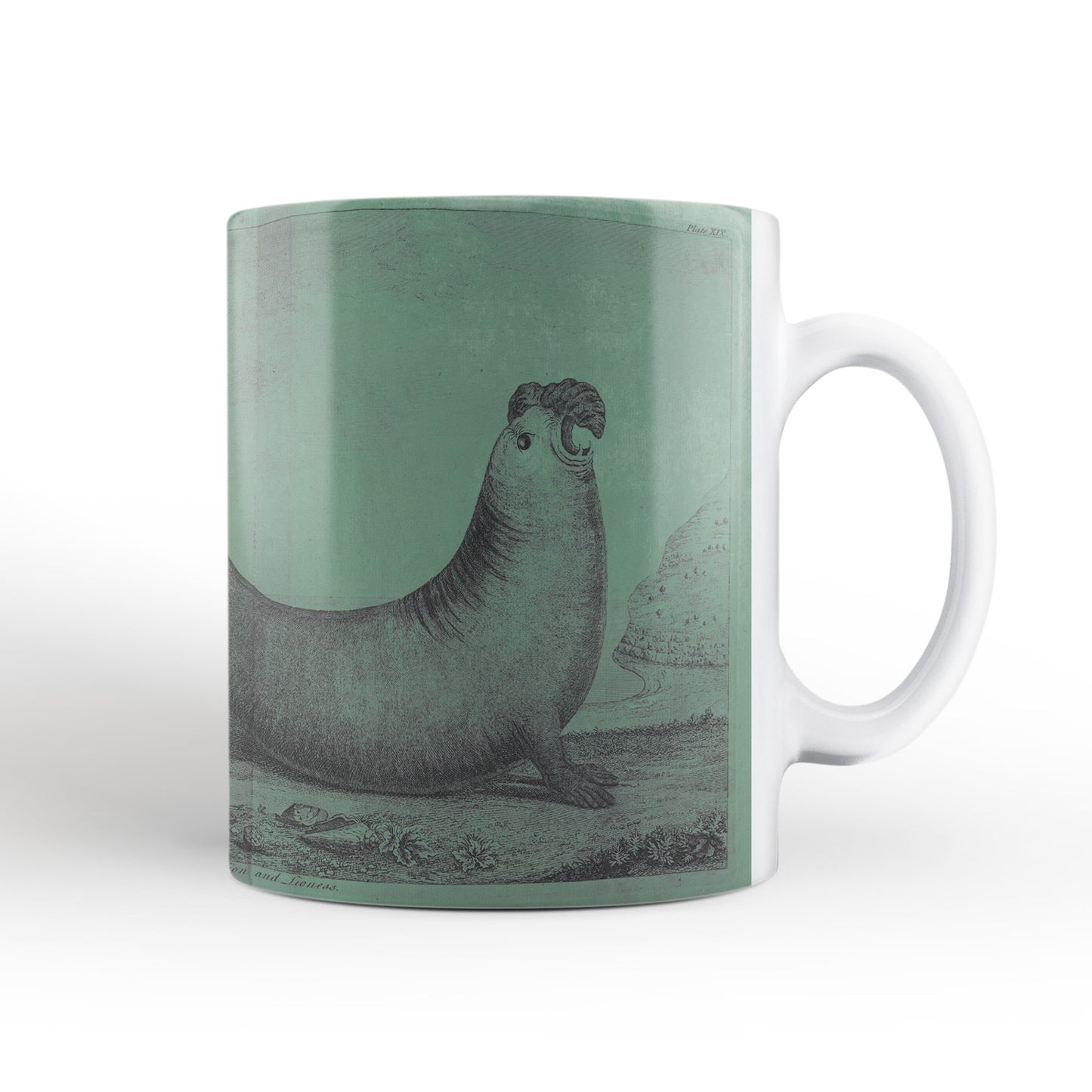 Green Elephant Seals mug from Travels Around the World (1740 to 1744), George Anson, Leighton Library