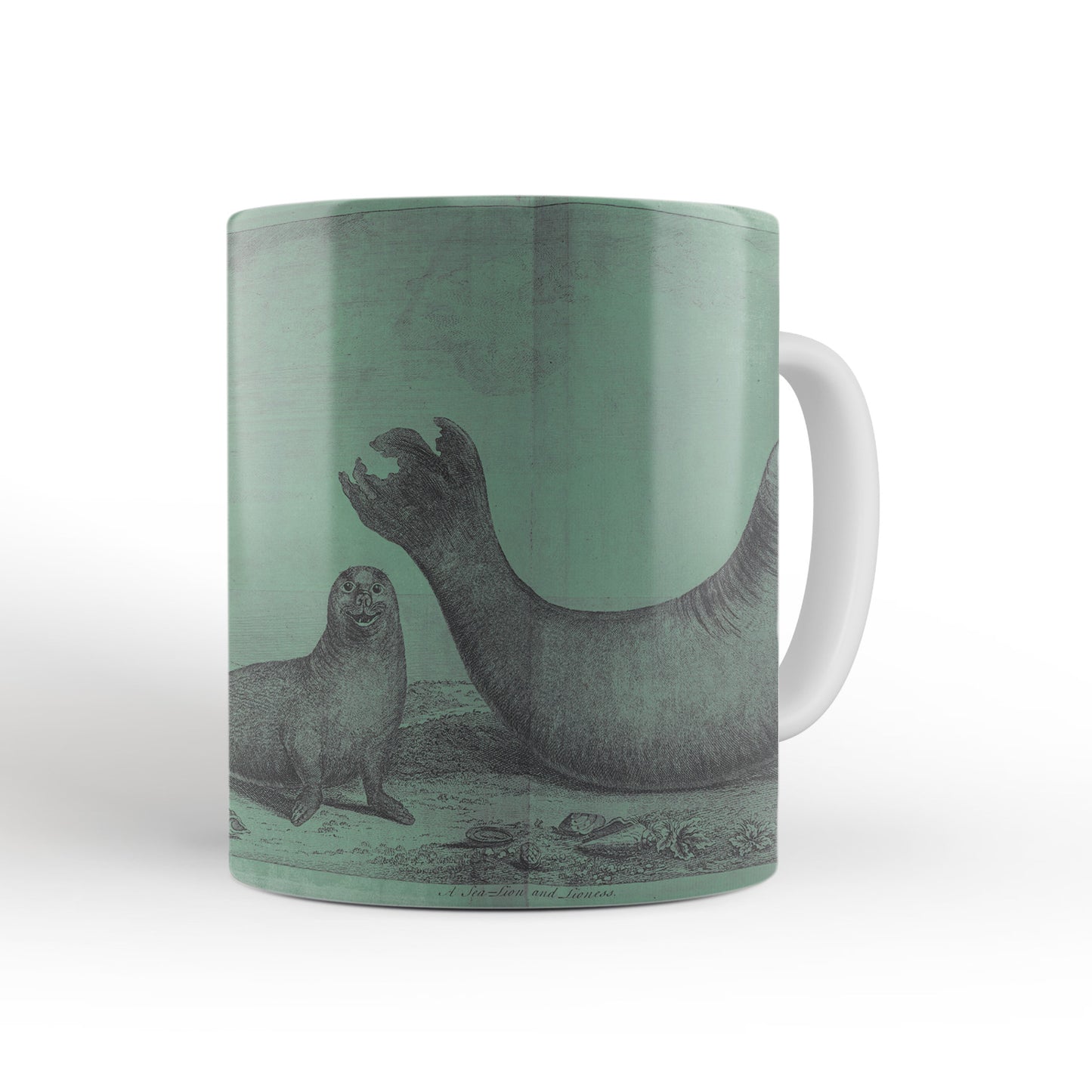 Green Elephant Seals mug from Travels Around the World (1740 to 1744), George Anson, Leighton Library