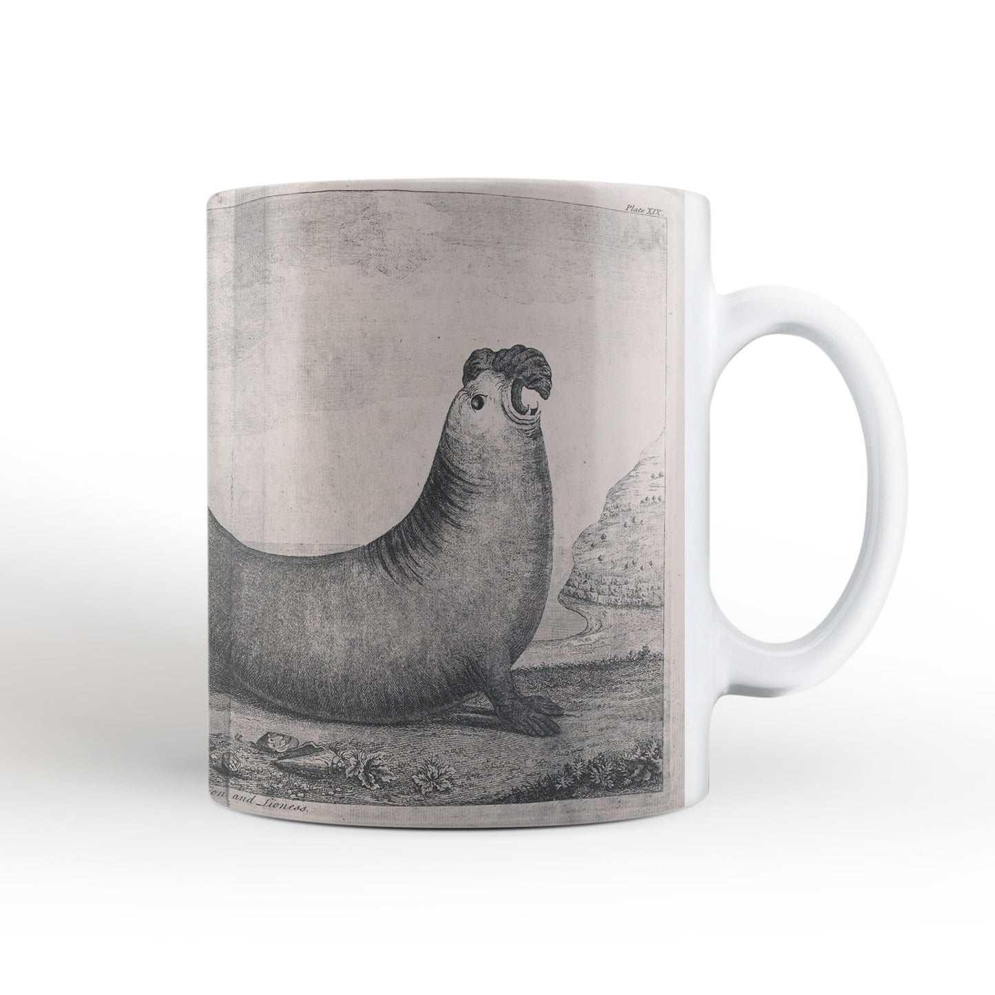 Elephant Seals mug from Travels Around the World (1740 to 1744), George Anson, Leighton Library