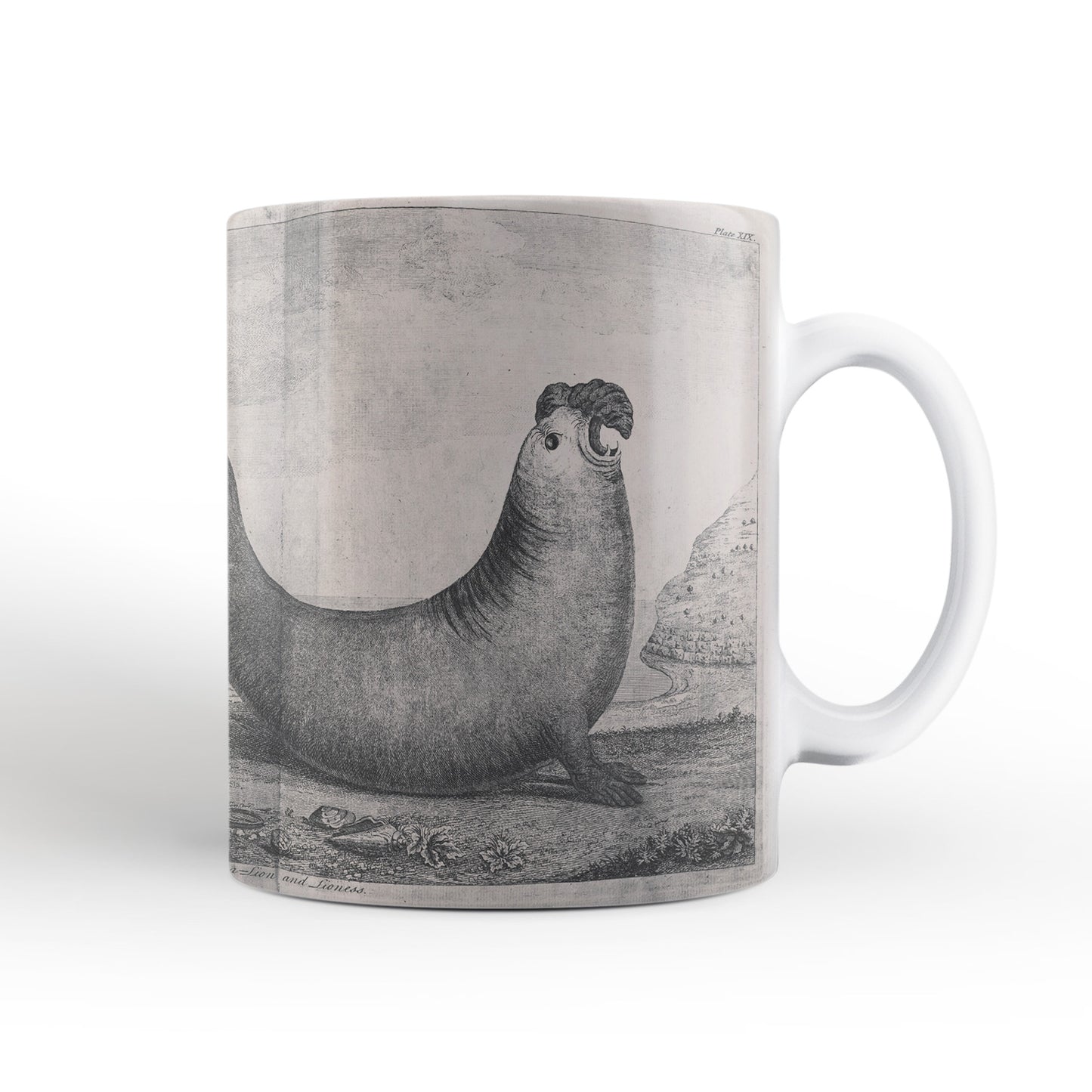 Elephant Seals mug from Travels Around the World (1740 to 1744), George Anson, Leighton Library