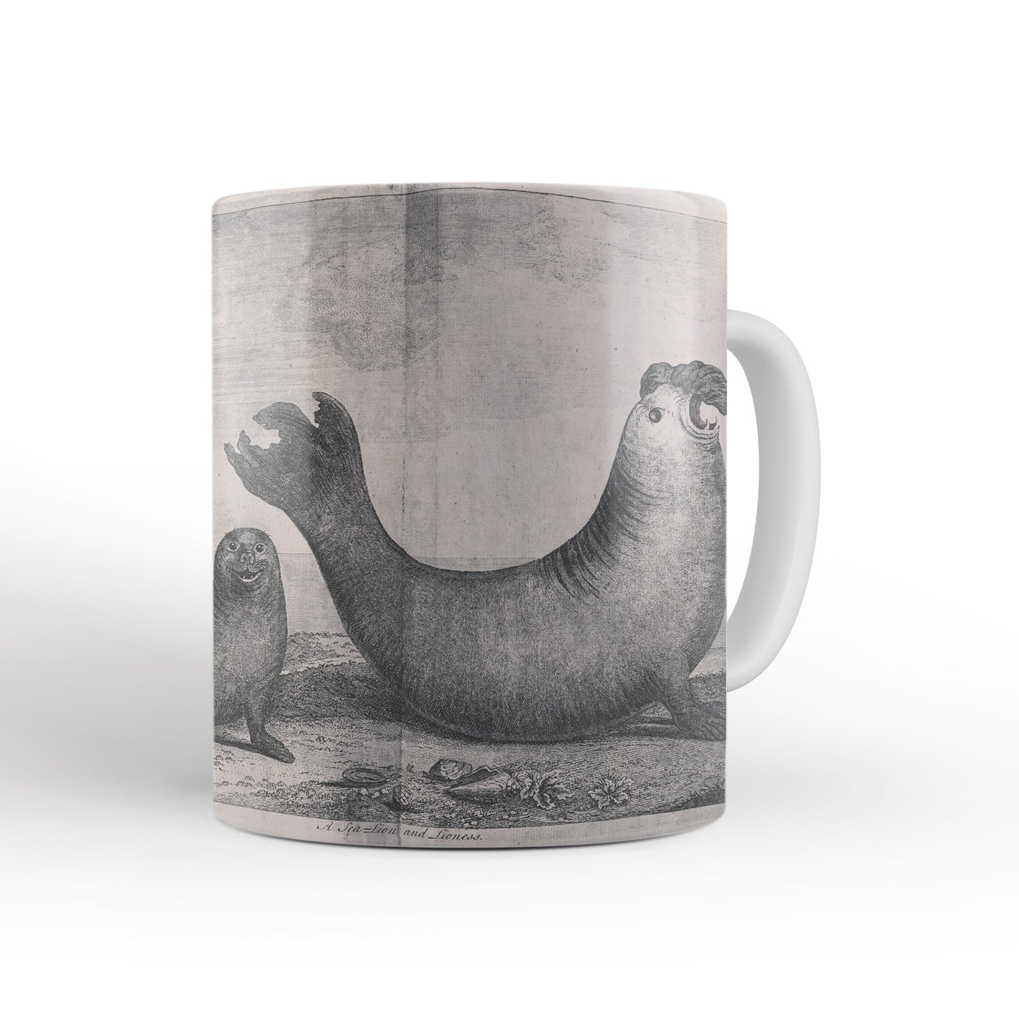 Elephant Seals mug from Travels Around the World (1740 to 1744), George Anson, Leighton Library