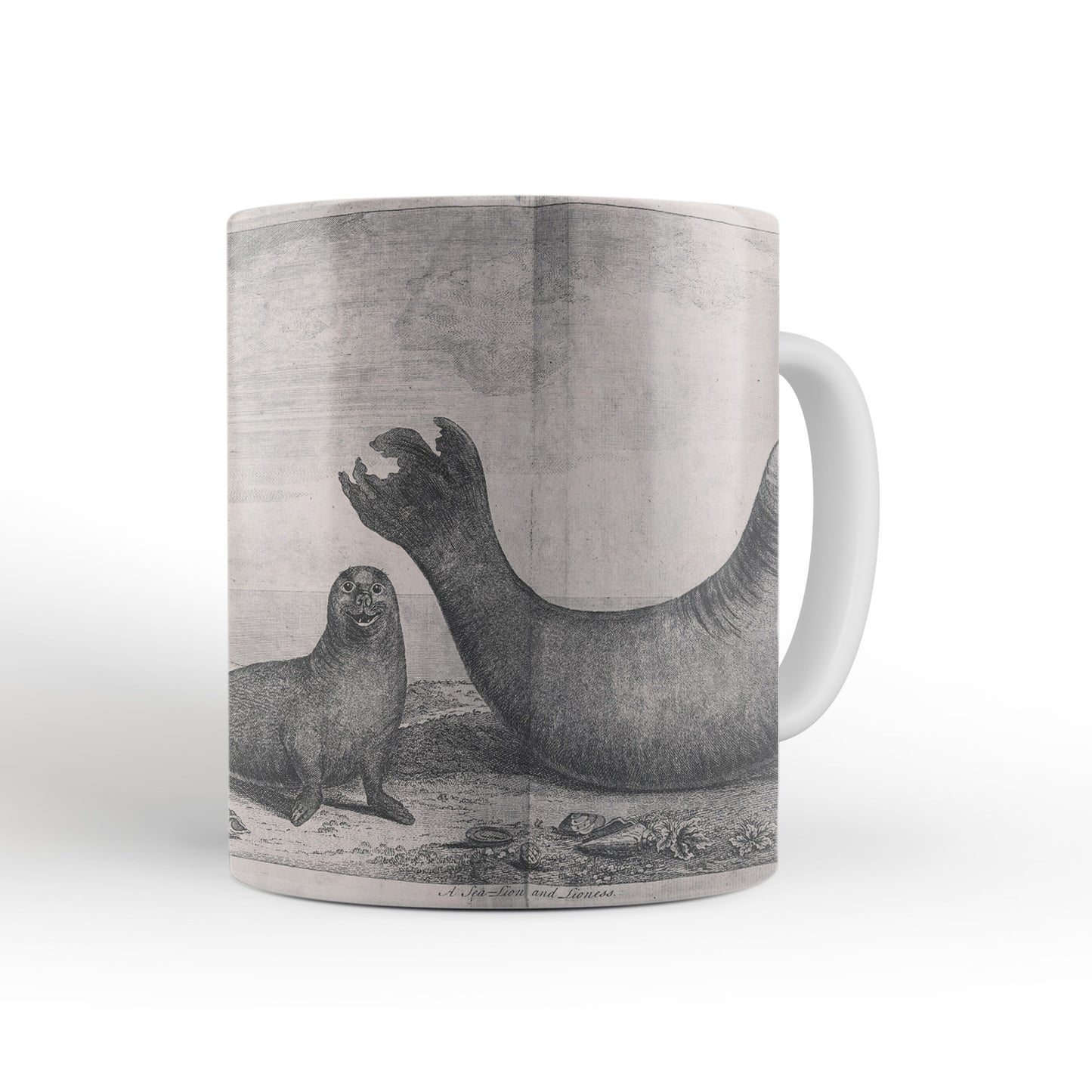 Elephant Seals mug from Travels Around the World (1740 to 1744), George Anson, Leighton Library