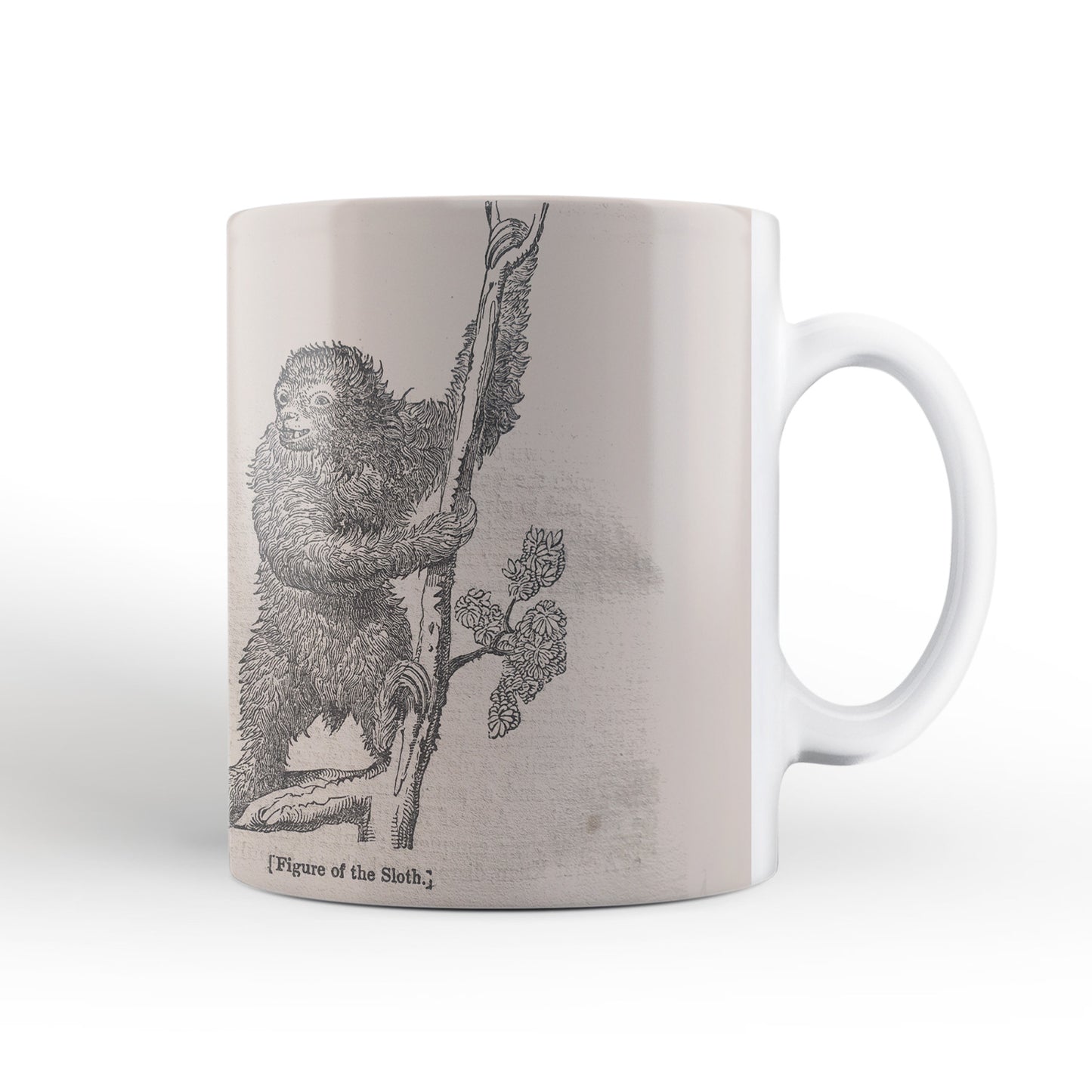 Sloth Mug from The Penny Cyclopædia (1833 to 1843), Leighton Library