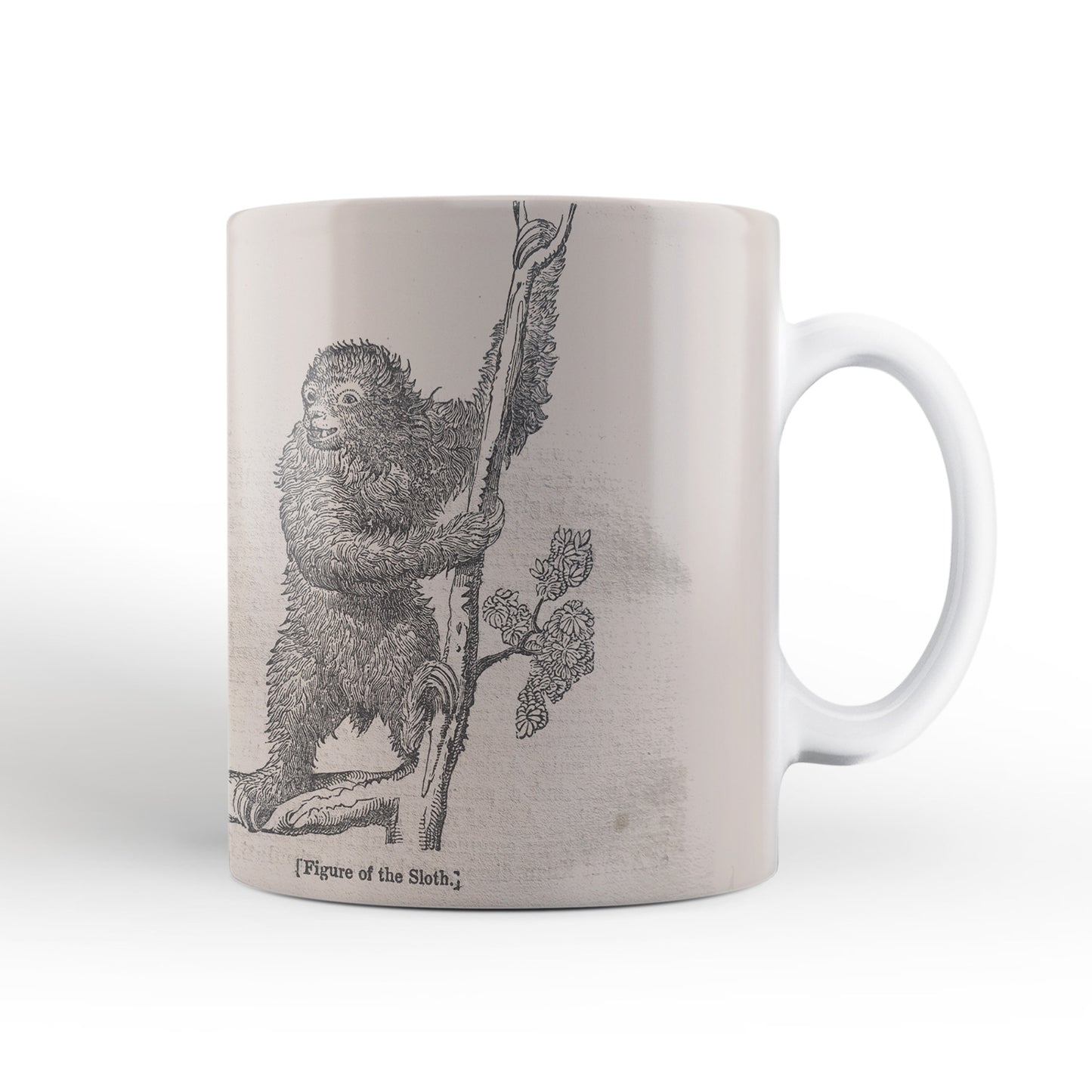 Sloth Mug from The Penny Cyclopædia (1833 to 1843), Leighton Library