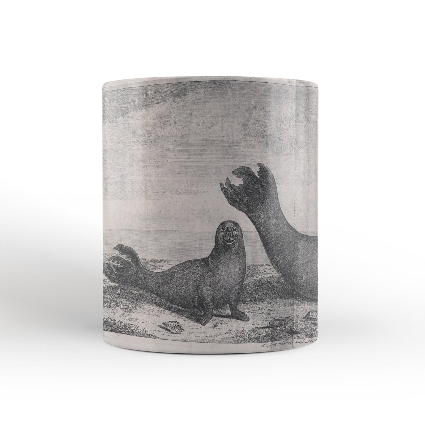 Elephant Seals mug from Travels Around the World (1740 to 1744), George Anson, Leighton Library