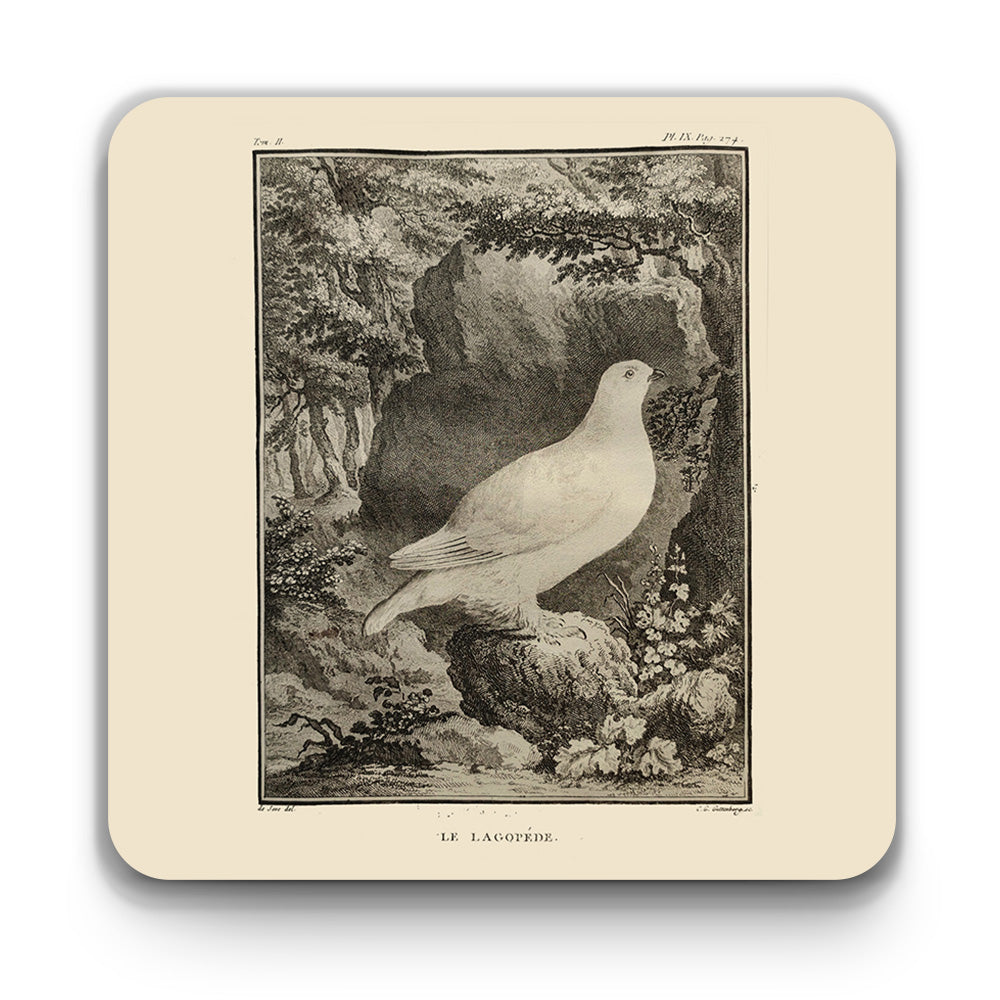 Scottish birds - Ptarmigan square coaster (natural colour)