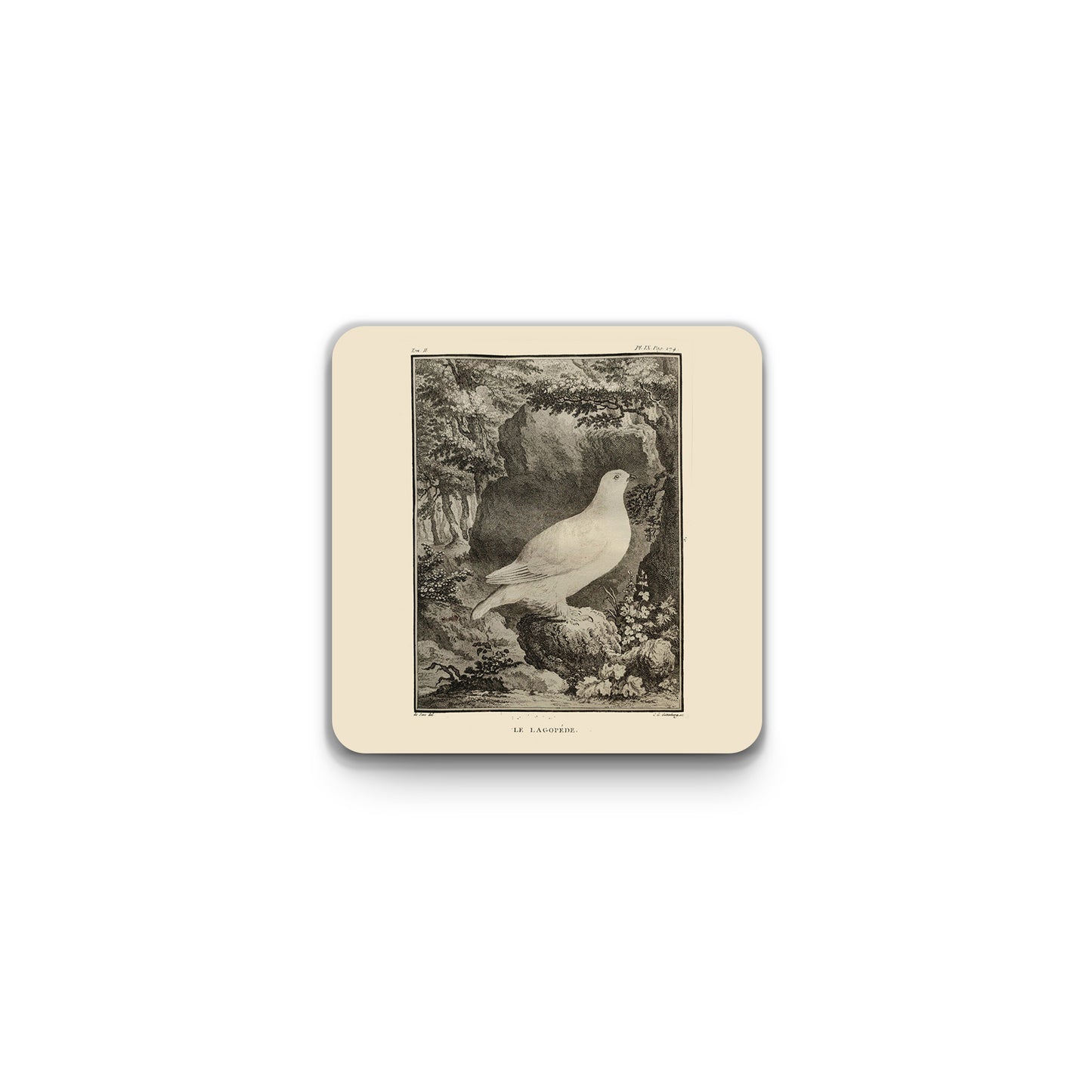 Scottish birds - Ptarmigan square coaster (natural colour)