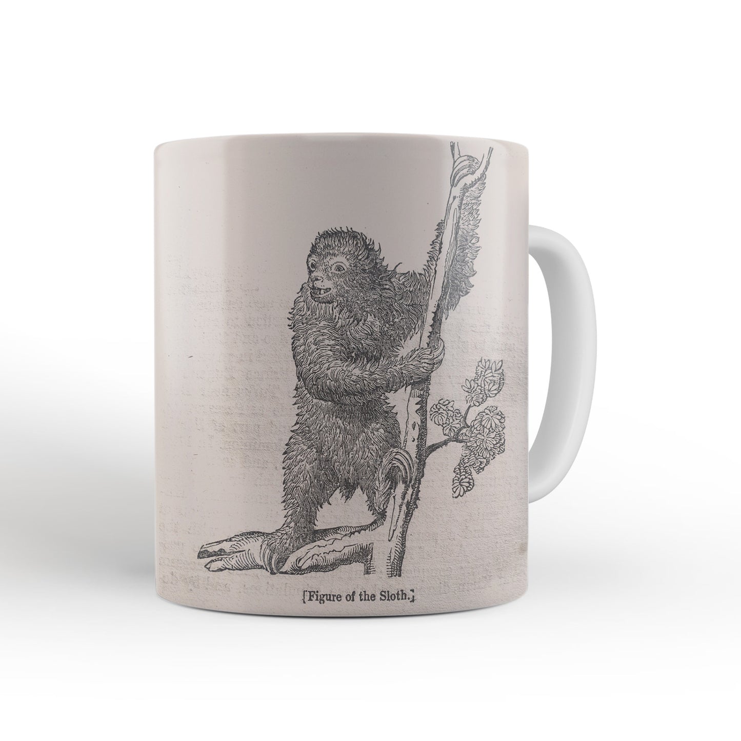 Sloth Mug from The Penny Cyclopædia (1833 to 1843), Leighton Library